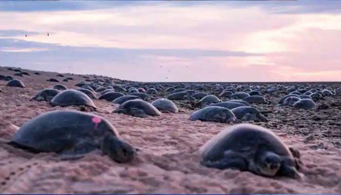 Loggerhead turtles: பருவநிலை மாற்றம்: பூமியின் வடக்குப் பகுதியில் நீண்டதலை ஆமைகள்