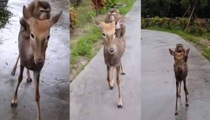 Viral Video: மானின் முதுகில் ஒய்யாரமாய் சவாரி செய்யும் குரங்கு, பார்த்து மகிழும் நெட்டிசன்கள்