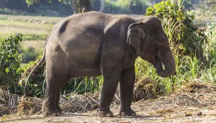 யானை வளர்க்க வேண்டுமா? வேற மாநிலத்திற்கு போங்க...