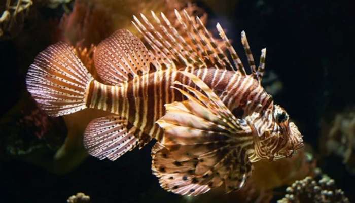 Lionfish: மனிதன் உயிரை குடிக்கும் விஷம் நிறைந்த ஆபத்தான மீன்..!!!