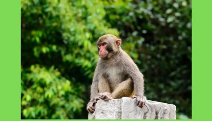 குரங்கு கையில் பூமாலை ஆனது ‘ஒரு லட்சம் ரூபாய்’ பணப்பை..!!! title=