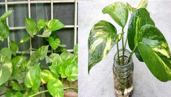 Vastu Tips: Money Plant வைக்கும்போது இந்த தவறுகளை மட்டும் கண்டிப்பாக செய்யாதீர்கள்