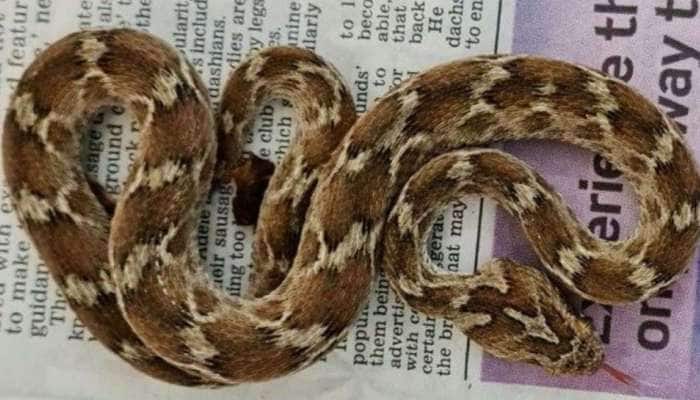 Tourist Snake: இந்தியாவில் இருந்து இங்கிலாந்துக்கு பயணித்த கொடிய நச்சுப் பாம்பு