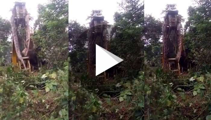 Viral Video: இணையவாசிகளை கவர்ந்த மலைப் பாம்பின் வீடியோ