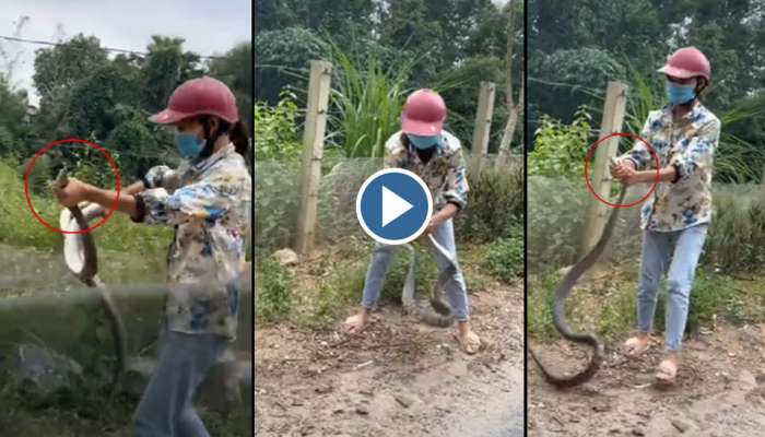 சீறும் ஆபத்தான பாம்பை அசால்டா பிடித்த பெண் -Viral Video