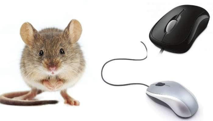 Knowledge News: கம்ப்யூட்டரின் Mouse, மவுஸ் ஆனது எப்படி? title=