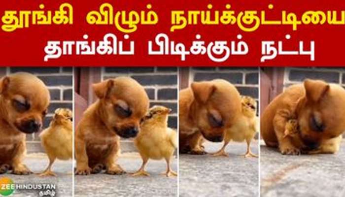 Animals Friendship News in Tamil, Latest Animals Friendship news, photos,  videos | Zee News Tamil