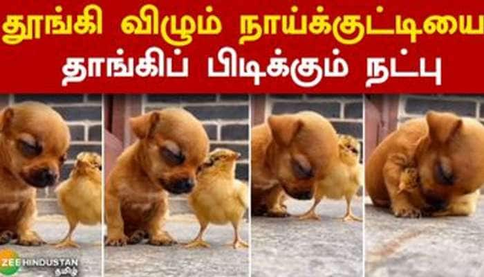 தூங்கி விழும் நாய்க்குட்டியை தாங்கிப் பிடிக்கும் நட்பு  -Viral Video