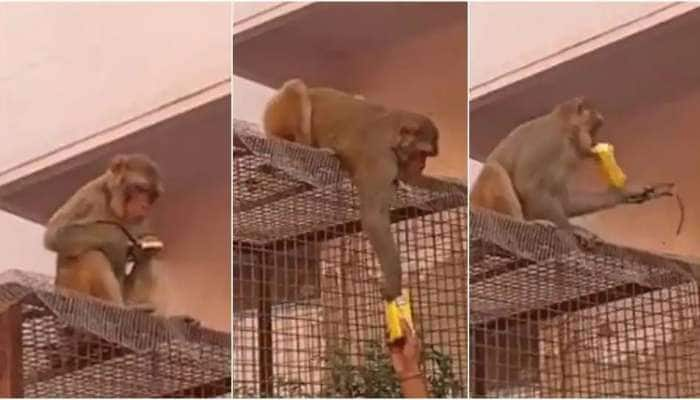 Viral Video: கராரா டீல் பேசி கரெக்ட் பண்ண குரங்கு, ப்ப்பா... என வியக்கும் நெட்டிசன்கள் 