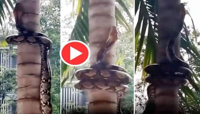 Viral video of Python: தென்னை மரத்தில் மிக லாவகமாக ஏறும் மலைப்பாம்பு..!!