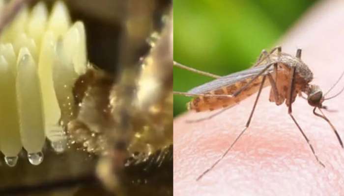 இப்படி சகட்டுமேனிக்கு முட்டையிட்டா என்ன அர்த்தம்? வைரலாகும் Mosquito வீடியோ