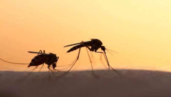 Mosquitos: கின்னஸ் புத்தகத்தில் இடம் பெற்ற கொசு பற்றி தெரியுமா? title=