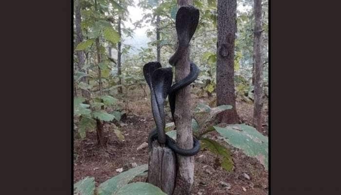 Viral Snakes: ஒற்றை மரத்தில் மூன்று நாகங்கள்! இணையத்தில் வைரலாகும் முப்பாம்புகள்!! title=