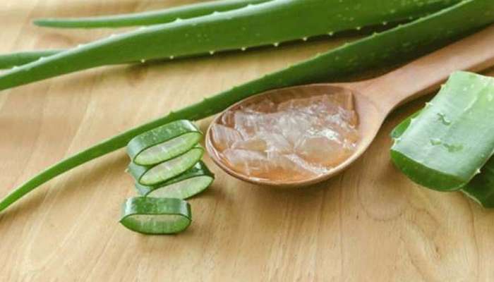 Aloe Vera: இவர்கள் கட்டாயமாக கற்றாழையை பயன்படுத்தக் கூடாது!!