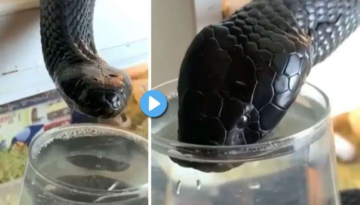 Black Cobra Viral Video: பாம்புக்கே தண்ணி காட்டறதுன்னா இது தானா ... !!!