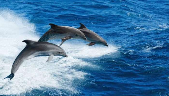 Dolphin Love: டால்பினுடன் ஆறு மாதங்கள் ‘உறவில்’ இருந்த விசித்திர மனிதர்..!! title=