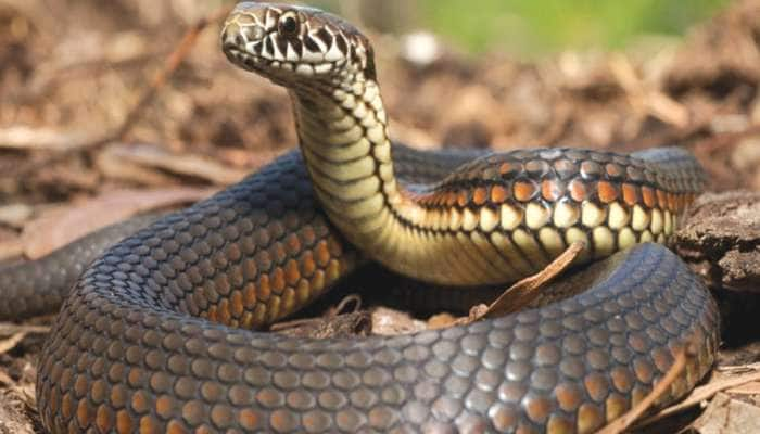 Snake SCARE: பாம்பு பயத்தால்  ஏழரை கோடி ரூபாய் இழந்த கதை தெரியுமா? title=