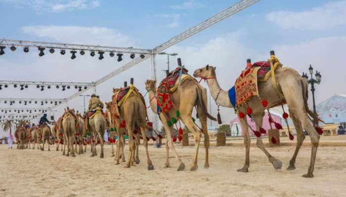 ஒட்டகத்துக்கும் Beauty Contest! அழகு சிகிச்சை செய்துக் கொள்ளும் விலங்குகள்!