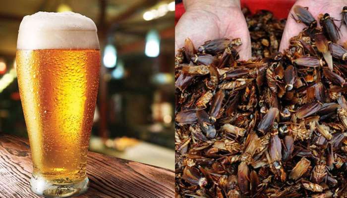 Cockroach Beer: கரப்பான் பூச்சியிலிருந்து பீர் தயாரிக்கும் நாடு எது?