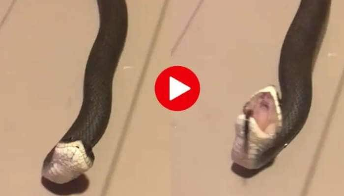 Snake Funny Video: அடேங்கப்பா..இந்த பாம்பை பாருங்களே என்ன ஒரு Acting title=