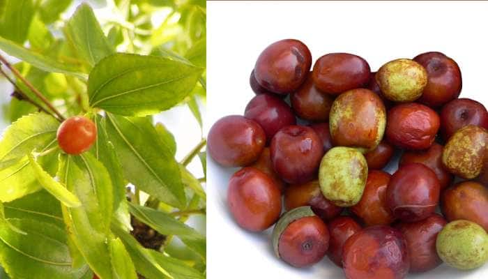 Fruit for health: என்றும் இளமையாய் இருக்க வேண்டுமா?  இலந்தைப் பழம் இருக்கே!