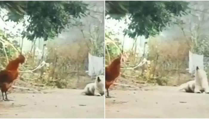 Watch Viral Video: எனக்கும் ‘கூவ’ தெரியும்; சேவலை மிமிக்ரி செய்யும் நாய்..!!!