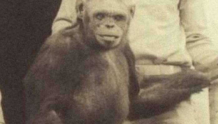 Humanzee: சிம்பான்சியையே கர்ப்பமடையச் செய்த சீனா! விஞ்ஞானம் title=