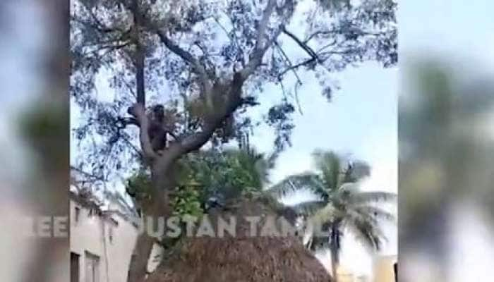 கொரோனா தடுப்பூசியிலிருந்து தப்பிக்க மரத்தின் மீது ஏறிய வாலிபர்!