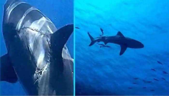 Shark Wound: இது சுறாவின் காதல் காயமா? இல்லை மோதல் வடுவா? வீடியோ வைரல்