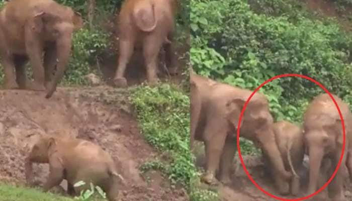 இணையவாசிகளின் மனம் கவர்ந்த வீடியோ; குட்டி யானையை தூக்கி விடும் அம்மாவின் கரிசனம்!  title=