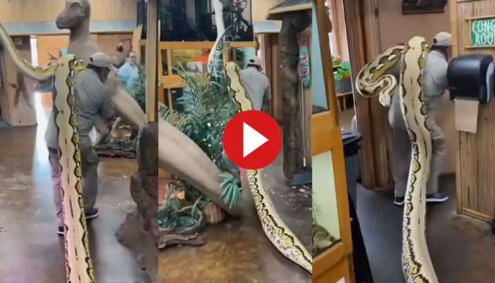 Python Viral Video: &#039;துண்டா; இல்லை மலைப்பாம்பா’; கொஞ்சம் மரியாதை இருக்கட்டும் சார்!