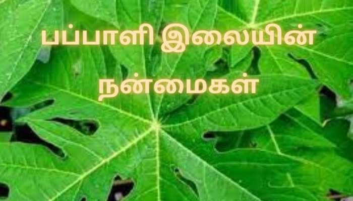 Health Remedy: இந்த மரத்தின் பழம் மட்டுமல்ல இலையும் அற்புத பலன்களைத் தரும் title=