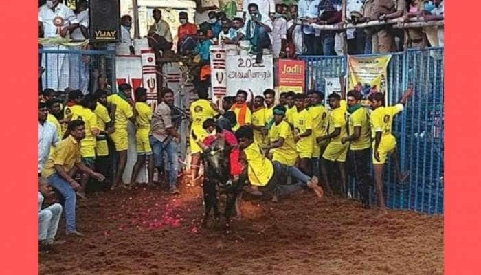 மதுரை அவனியாபுரம் ஜல்லிக்கட்டில் சீறும் காளைகள்... அடக்கும் காளையர்கள்