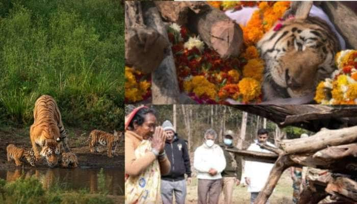 Super Tigress Mom பெண்புலியின் இறுதிச்சடங்கு சமூக ஊடகங்களில் வைரல்! title=