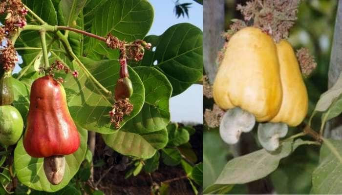 Cashew: முந்திரியின் பழம் நல்லதா? கொட்டை நல்லதா?  title=