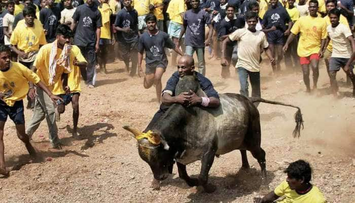 கோவையில் இன்று ஜல்லிக்கட்டு- 700 காளைகள், 300 மாடுபிடி வீரர்கள் பங்கேற்பு title=