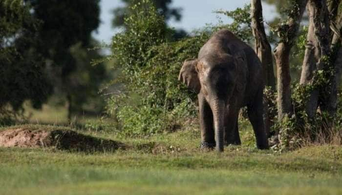 ஒய்யாரமாய் உலாவந்த ஒற்றையானை: அச்சத்தின் உச்சிக்கு போன வாகன ஓட்டிகள்  title=