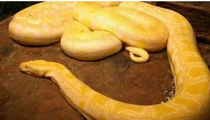 Snakes Bite: பாம்பைக் கண்டா படையும் நடுங்கும்! 125 பாம்பு ஒண்ணா கடிச்சா என்னவாகும்?