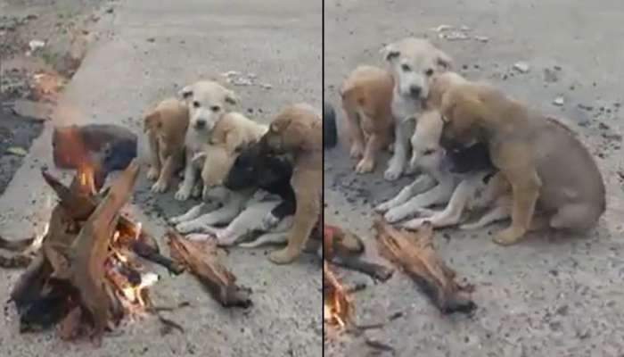 Puppies Cute Video: கடும் குளிரில் நாய் குட்டிகள் குளிர் காய ‘தீ’ மூட்டிய கருணை மனம்! title=