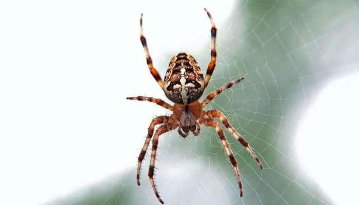 Spider Bite:  சிறிய சிலந்தி தானே என எண்ண வேண்டாம்; ஒரு பெண்மணியின் பகீர் அனுபவம்! title=