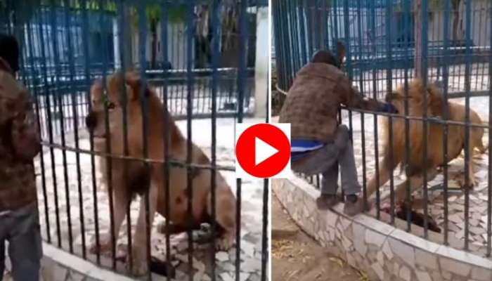 Watch viral video of lion attacking a man in a zoo | Viral Video:  'சிங்கத்தை சீண்டினால் என்ன ஆகும்'; சிங்கம் பாடம் புகட்டும் வைரல் வீடியோ!|  Social News in Tamil