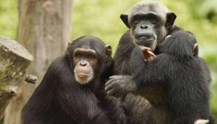 Chimpanzee Video: பூச்சிகளையே மருந்தாக்கும் சிம்பான்சி
