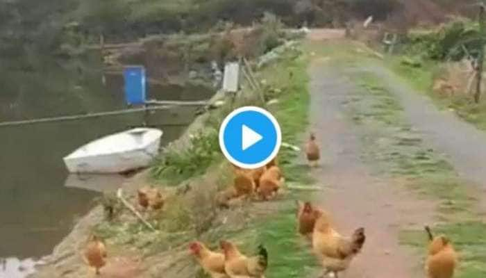 ஆற்றை அந்தரத்தில் கடக்கும் கோழி - Viral Video