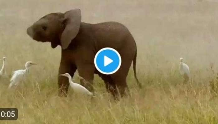 ஜடேஜாவைப் போல் துதிக்கையில் வாள் வீசும் குட்டியானை - Viral Video