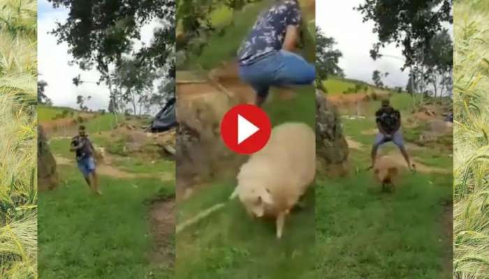 Funny Video: ‘என் கிட்டே ஒரு நாள் சிக்காமயா போயிடுவ’; கடுப்பில் செம்மறி ஆடு!