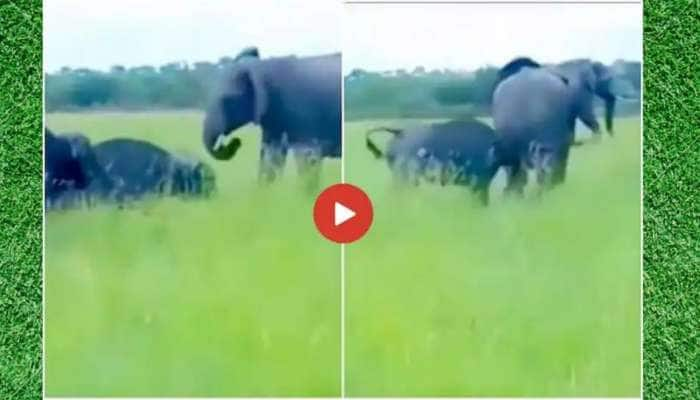 Elephant Vs Buffalo: உருவத்தை பார்த்து பயப்பட மாட்டேன்; யானையிடம் மோதும் எருமை..!! 