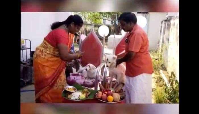 Viral Video:வளர்ப்பு நாய்க்கு வளைகாப்பு - அசத்திய கோவை தம்பதியினர்! title=