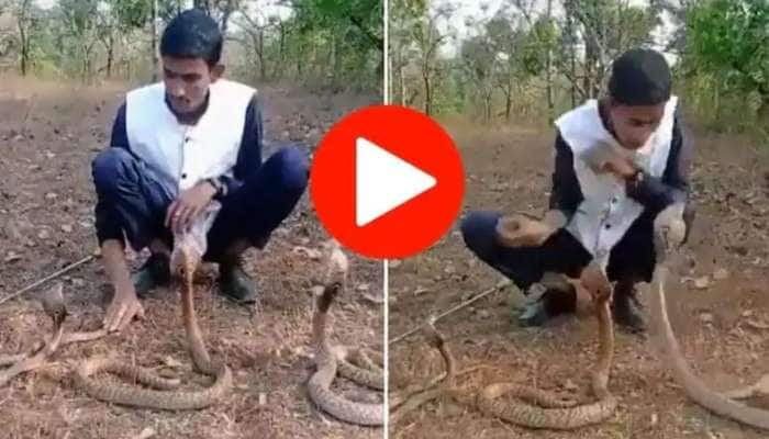 Snake Viral Video: சீண்டினால் சீறுவேன்! சீறினால் சீண்டுவேன்! பாம்புகளுடன் மல்லுக்கு நிற்கும் இளைஞன்... 