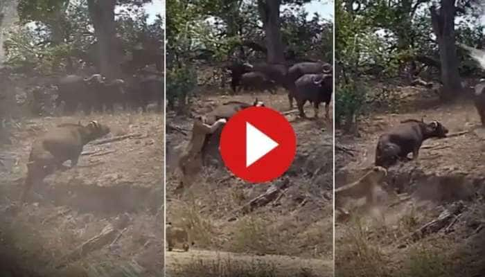 Lion vs Buffalo, எதிர்பாராததை எதிர்பாருங்கள்: பிக் பாஸ் வீடு மட்டுமல்ல, காட்டிலும் அதேதான் title=