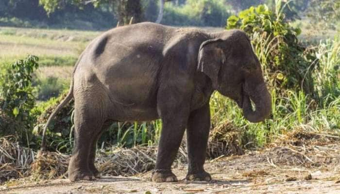 யானைக்கு ஆந்தராக்ஸ் நோயா? உயிரிழப்பில் சந்தேகம்